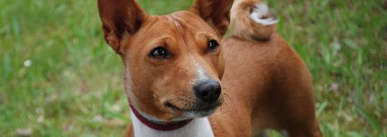 Basenji-Hündin Andra