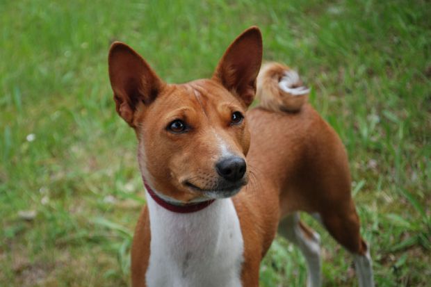 Basenji-Hündin Andra