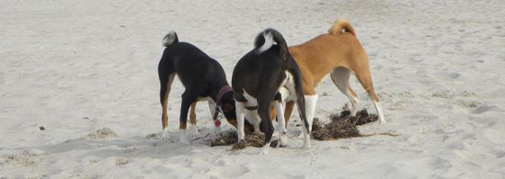 Unsere Basenjis am Strand