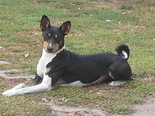 Basenji-Hündin Badriya Moswen Leoto