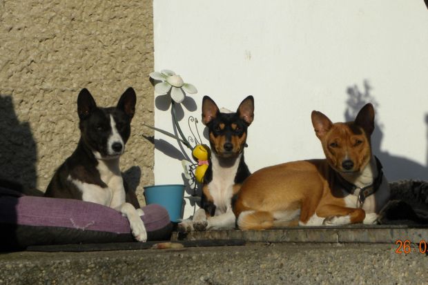 Unsere drei Basenjis