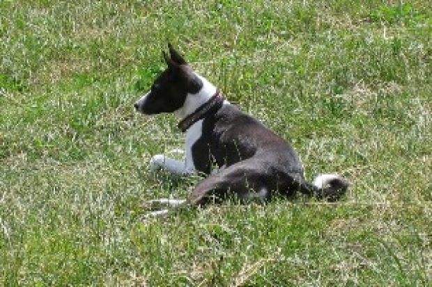 Basenji African Magic Moment's Chaniya