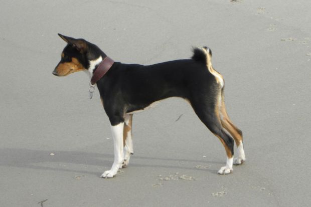 Basenji-Hündin Ayanna Moswen Leoto