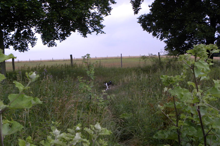 Zuhause bei den Basenjis
