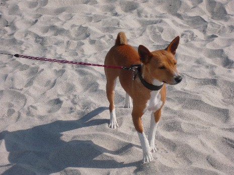 Basenji Portosenji's Bon-Jovi Basenji Portosenji's Bon-Jovi